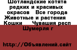 Шотландские котята редких и красивых  окрасов - Все города Животные и растения » Кошки   . Чувашия респ.,Шумерля г.